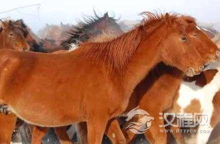 蒙古马的体型矮小，为什么蒙古骑兵却能战胜欧洲骑兵？