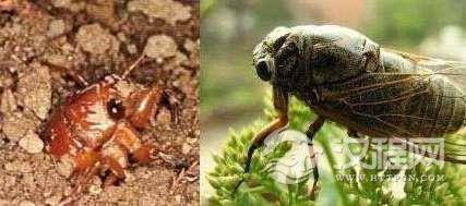 夏天的蝉为什么叫个不停？蝉出生后在土里呆多少年？