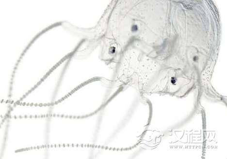 水母竟然也是有眼睛的，还经过8次进化