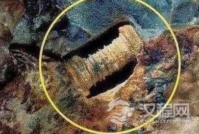 科学家发现几亿年前的螺丝，其真身竟是...