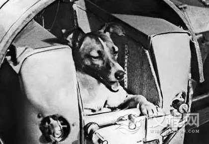 第一只上太空的狗，死于高温高压至今尸体还在宇宙中