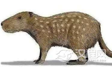 如果人类灭绝最有可能接替人类统治地球的是这种生物