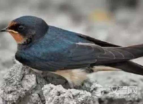 燕子能吃吗？为什么燕子从不上餐桌？