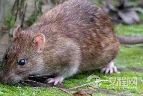 中国人为什么叫老鼠为“耗子”？