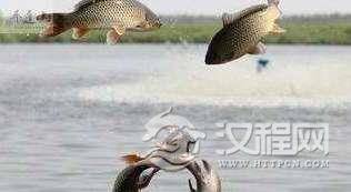 古代四大贵族鱼，只有达官贵族才能吃！