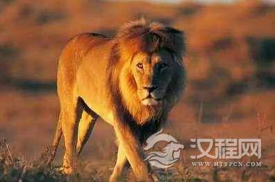 为什么苍蝇慝被喜欢狮子脸，老虎却不怎么招苍蝇？