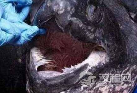 乌龟嘴里什么样？渔民捕到老海龟
