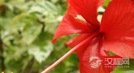 扶桑树是什么树?关于神话扶桑树的传说有哪些