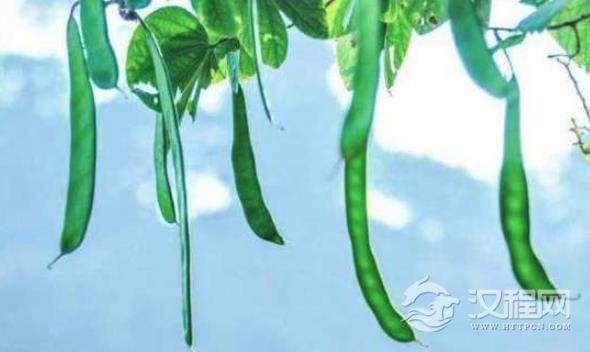 古代人怎么洗头发？这种方法虽恶心但可以防脱发