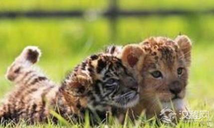 揭秘虎狮之争之谜,为什么虎的战斗力远强于狮子?