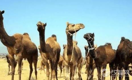 元朝帝王的墓地究竟在哪里？为什么找不到他们的陵墓？