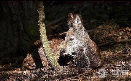 古代真的闻麝香就会流产吗 果然电视演的都是骗人的