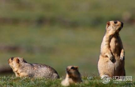鼠疫对明朝的影响有多大 华北地区就造成了一千多万人的死亡