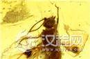 考古发现：印度现5000万年前古代昆虫琥珀