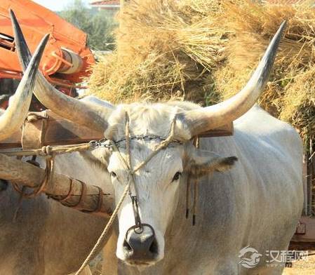 明朝养兵百万为什么不费农民一粒米 明朝的养兵制度是什么样的