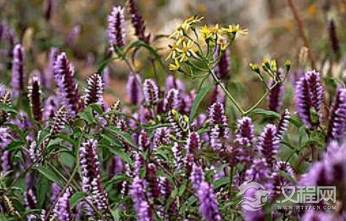 古人没有电子仪器，他们是如何寻找矿脉的呢？