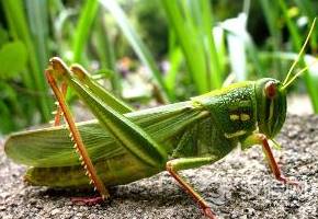 古代闹蝗虫的时候 古人为什么不抓蝗虫来吃