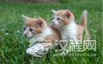 宋代是养猫空前繁盛的时期 与猫相关服务行业繁荣