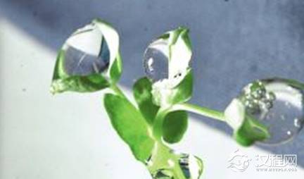 植物能接收到信号吗？能接收到太空发来的信号吗？