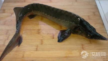 古代皇帝吃的龙筋到底是什么 现在这种美食在国外很受欢迎