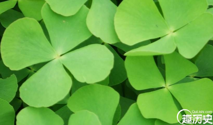 四叶草为什么能带来幸运？四片叶子各有什么含义？