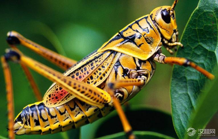 古代闹蝗灾的时候，老百姓为什么饿死也不吃蝗虫？