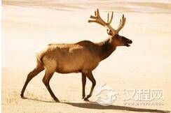 世界上体型最小的鹿：体重不到1千克