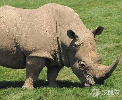 古人为什么不训练犀牛撞城门 事实证明想想就可以了