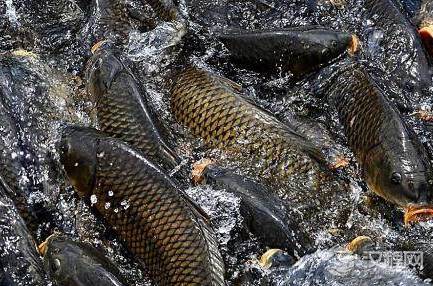 明朝的物价究竟是什么样的 上等猪肉才13.2块钱一斤