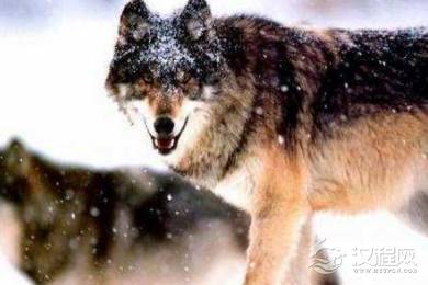 明朝时期的广西狼兵战斗力如何 为何有“杂牌军中的王牌”的说法呢