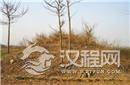 吕布的墓如今怎么样了?为何当地人都不管不问