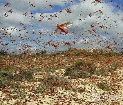 古代蝗灾共有八百多起 古人为什么不抓蝗虫来吃