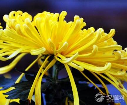 古代未嫁女子为什么叫黄花大闺女 黄花指的是哪一种花