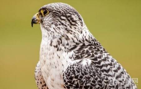 海东青是什么？清朝皇帝为了一只海东青能一掷千金