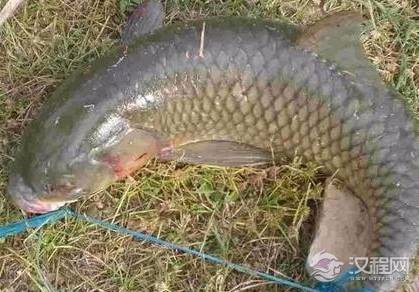 古人是怎么对鱼进行保鲜的 随便的放一两天都不是没问题