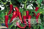 辣椒直到明朝末年才进入中国：曾被当做观赏作物