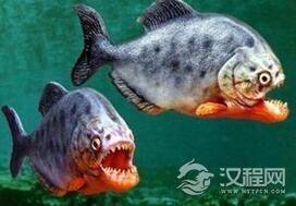 食人鱼竟然这样恐怖：巨型食人鱼吃人仅1分钟