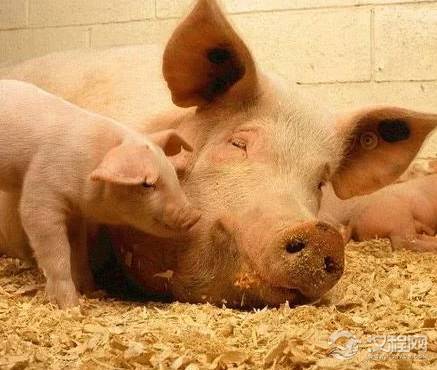 朱元璋称帝建立明朝后 明朝的猪又叫做什么