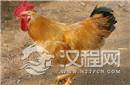 最古老鸡骨证实：现代家鸡源于一万年前中国