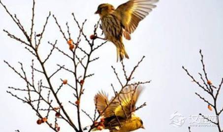 《野田黄雀行》的写作背景是什么？该如何理解呢？