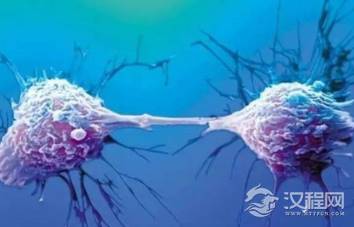 为什么“海拉细胞”可以永生？它为人类做了多大贡献？