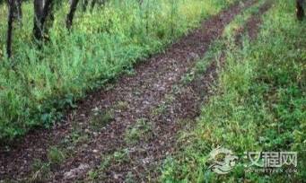 龙兴之地的地址在哪里？为保护它清朝做了什么