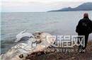 俄罗斯惊现神秘海怪尸体 巨型有羽毛