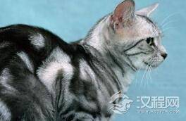 借尸还魂灵异事件：猫越过尸体真的会尸变？