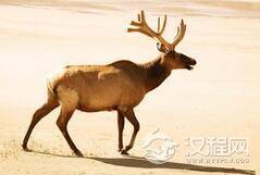 礁岛鹿濒临灭种:原因竟是螺旋蛆在作怪!