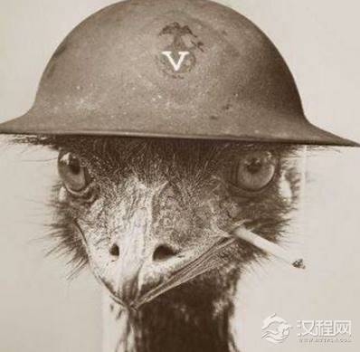 鸸鹋战争是怎么打响的 为什么澳大利亚政府会对这种动物下手呢