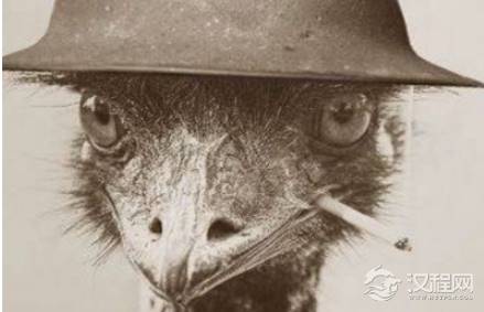 鸸鹋战争简介 战争的过程及结果是什么样的