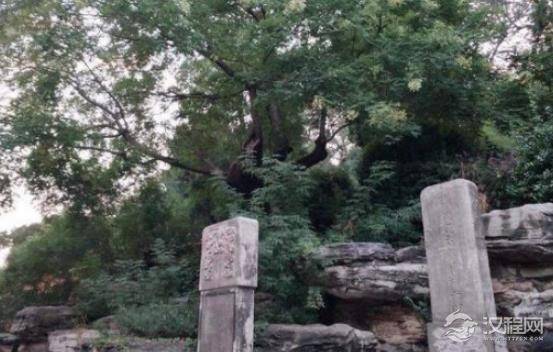 吊死崇祯皇帝的那棵树如今怎么样了？