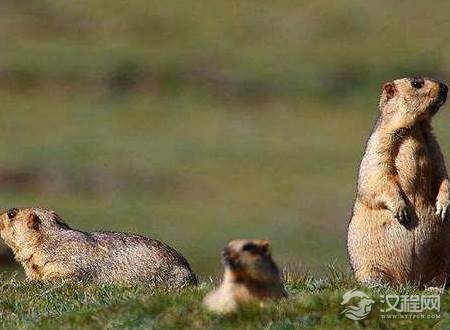 明末鼠疫到底有多严重 每天有上千棺材堵住城门