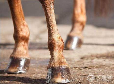 古代战马为什么要打马掌 打马掌马会不会受到伤害
